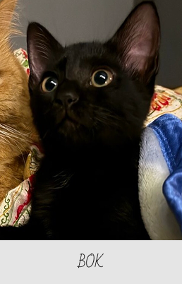 Close-up of a black kitten with wide eyes looking upward, sitting on a patterned blanket, with the text 'BOK-BOK' below.