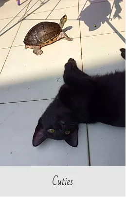 A small turtle walking on white tiled floor next to a black cat lying on its back, captioned 'Cuties'.