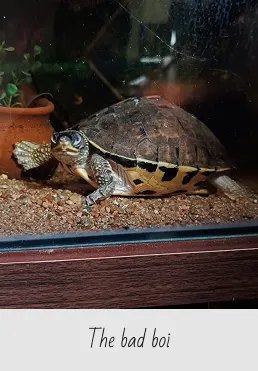 Turtle inside a tank on a gravel substrate next to a terracotta pot.