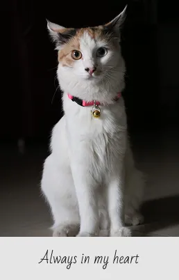 White cat with orange and black markings being held by a person wearing a dark shirt with a circular logo.