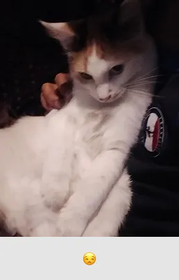A white cat with patches of orange and black sitting on a person's lap indoors.