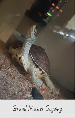Turtle with extended neck in a terrarium labeled Grand Master Oogway.